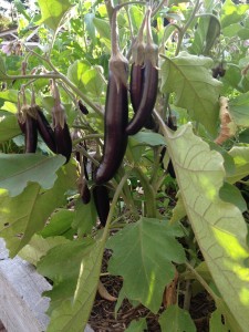 eggplant