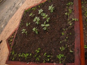 Newly established raised garden bed