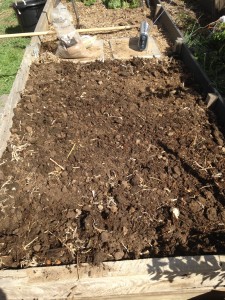 Soil preparation for garlic