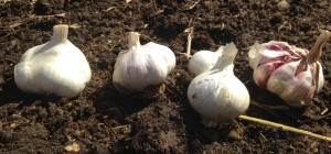 My random collection of unnamed garlic.